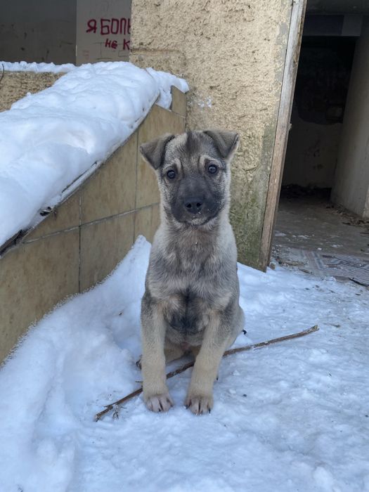 Отдам щенков в добрые руки!