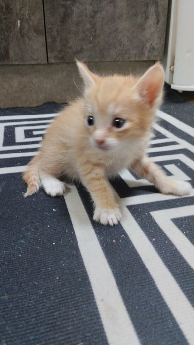 Отдам котят бесплатно