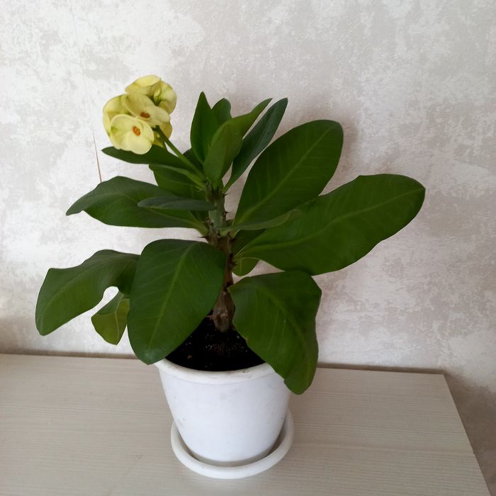 Молочай Миля крупноцветковый