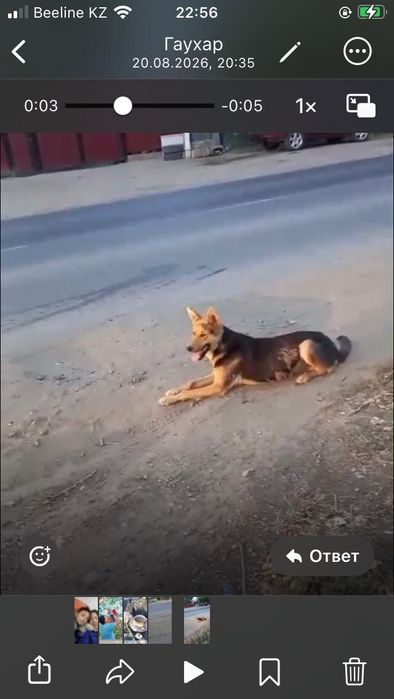 Бегает потерявшаяся собака.
