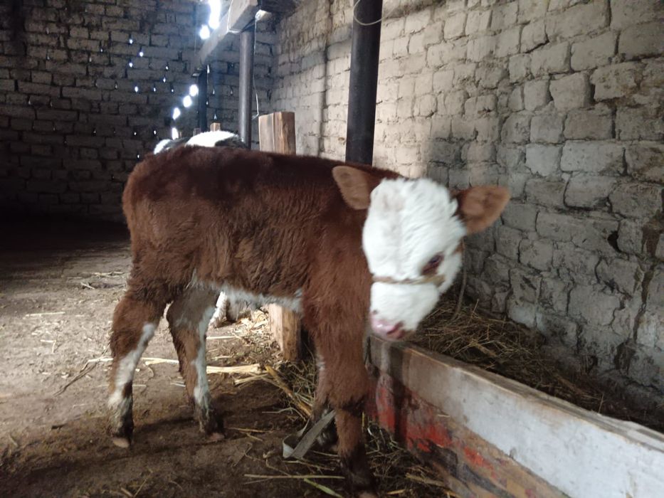 Бузаулы сиыр сатылады