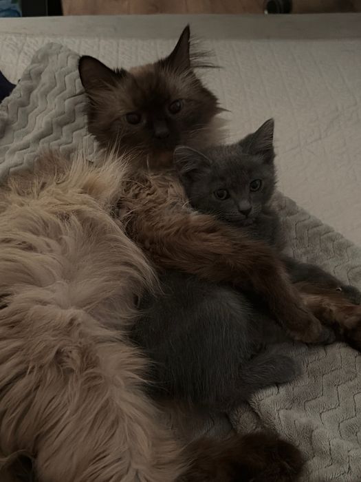 продается котенок