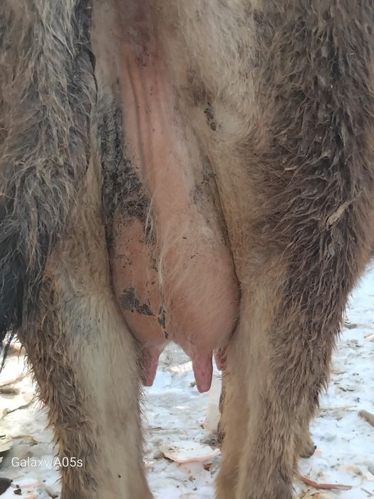 Бузаулы сиыр сатылады