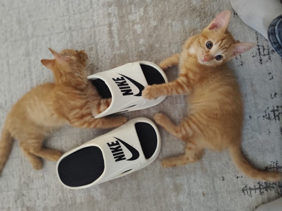 Отдам рыжих котят