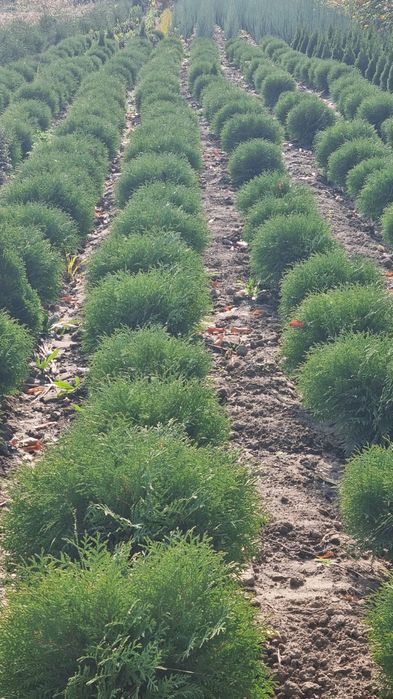 Продам саженцы многолетние, хвойные