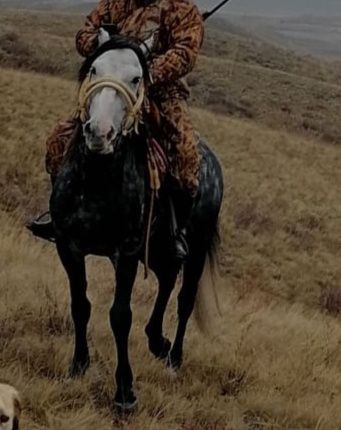 Ат сатылады , Лошадь