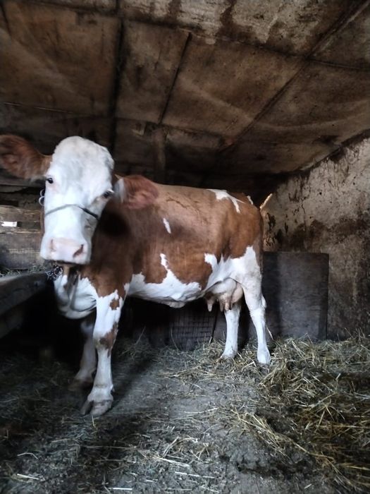 Vacă cu lapte de vănzare