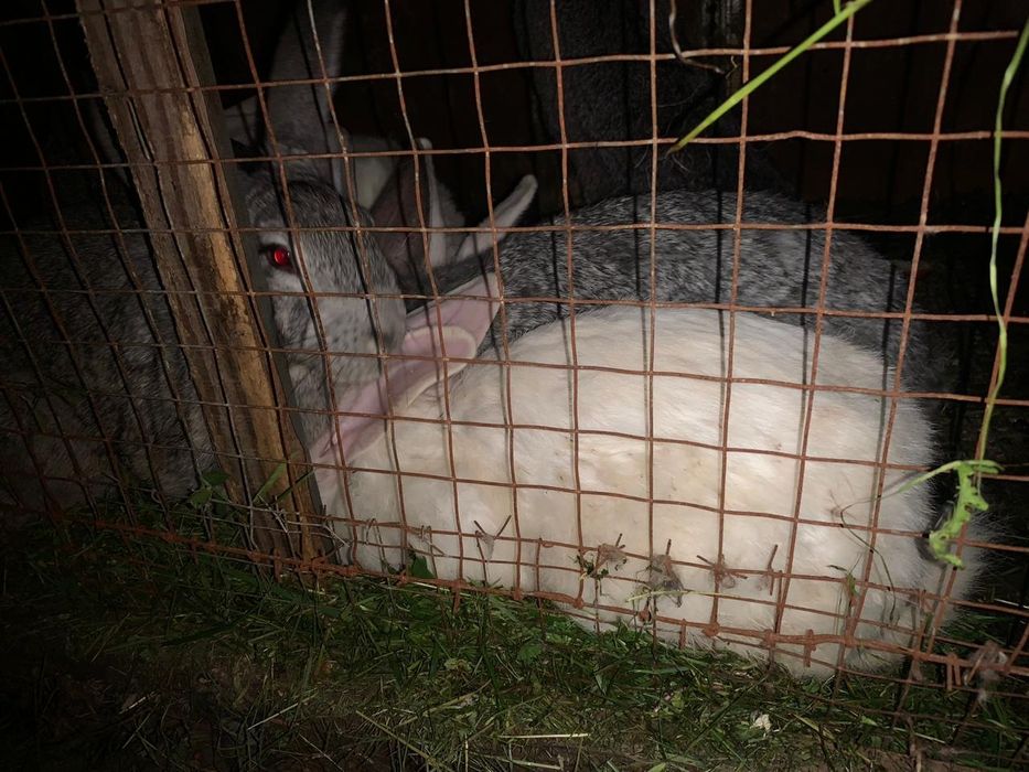 Кролики крольчат