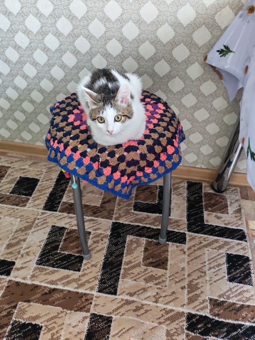 Отдам даром  кошечку