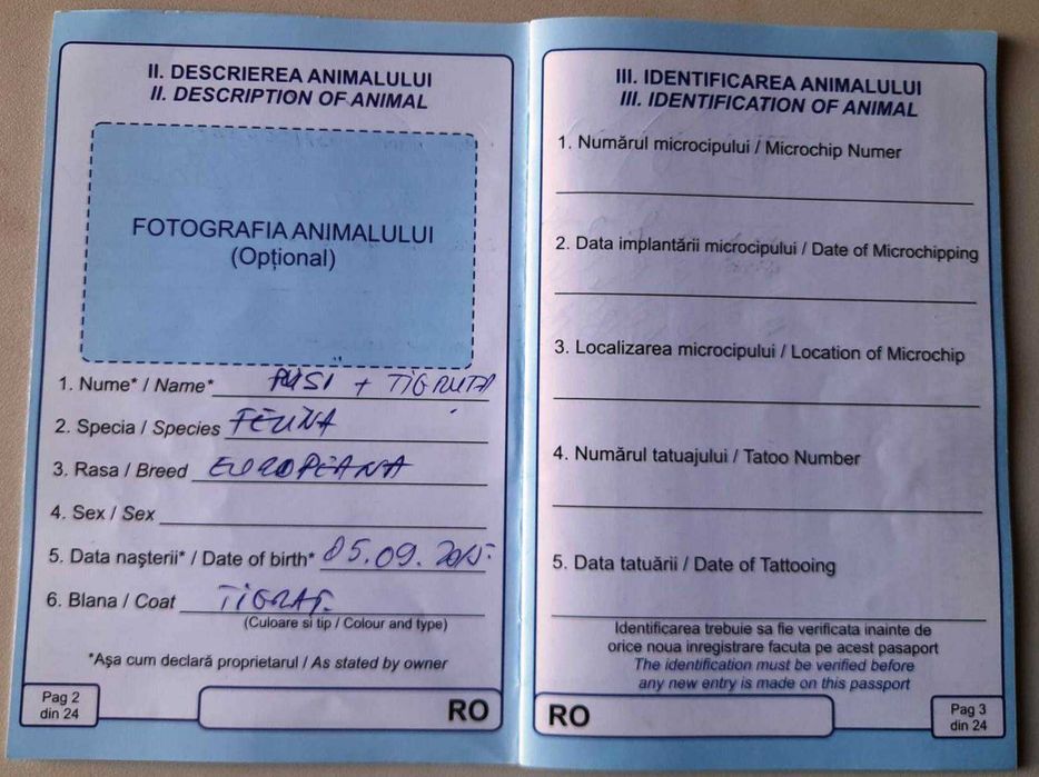 Donez Pisică tigrată (Tigruta)caută cămin iubitor Galati