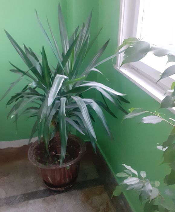 Цветя за офис и големи помещения