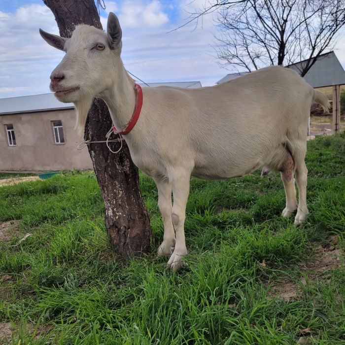 Заанен ешкі тұқымы сатамын