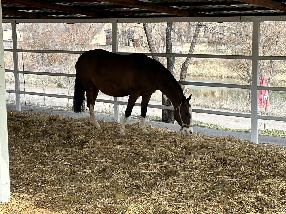 Продается кобыла ахалтеке