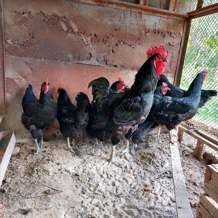 Тухумлар сотилади