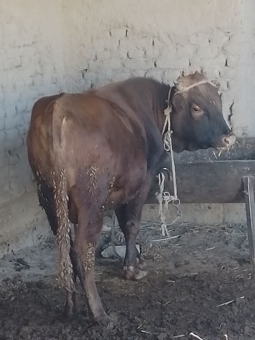 Бука сотилади  месный