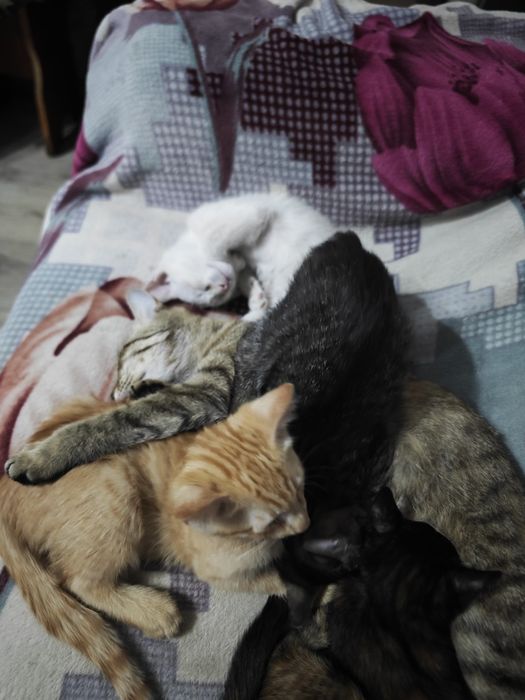 Отдам котят в хорошие руки