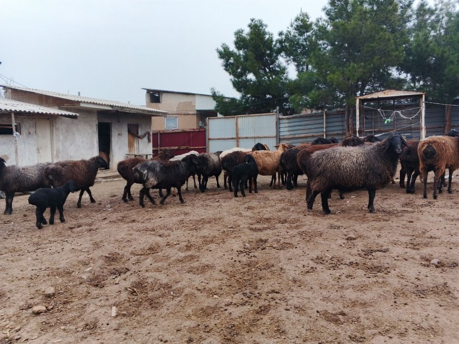 Ona bola boʻgʻoz qoʻylar sotiladi