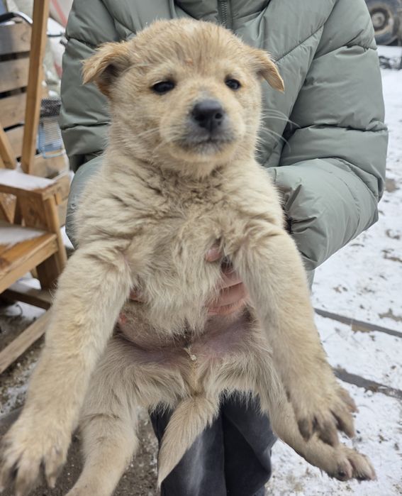 Щенки бесплатно в добрые руки!