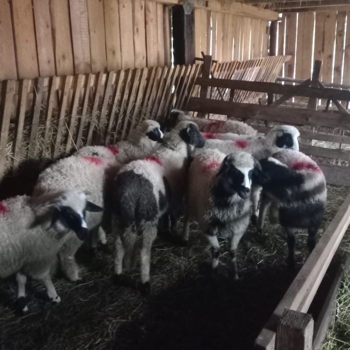 8 miele și un berbecuț