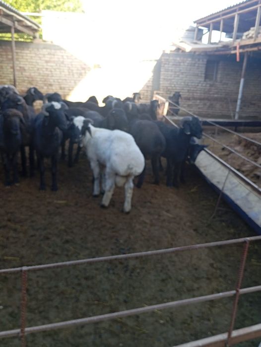 Кучкорла сотилади