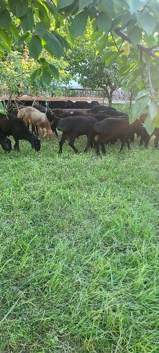 Qo'y bor. Qoylar.  yaxshi boqilgan qo'ylar. Qassob