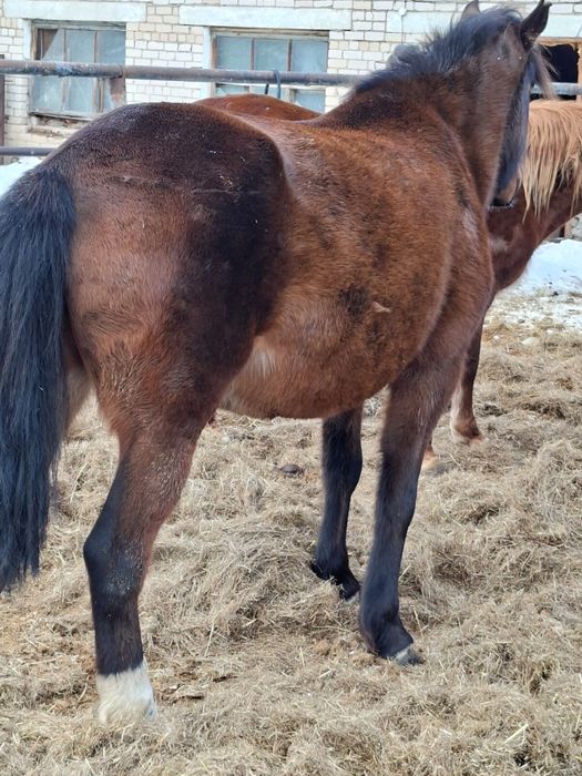 Продам кобыл жеребыж на племя