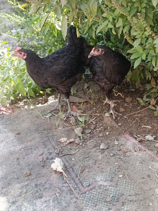 2 ta tovuq sotiladi biri ho'roz bo'lishi ham mumkin