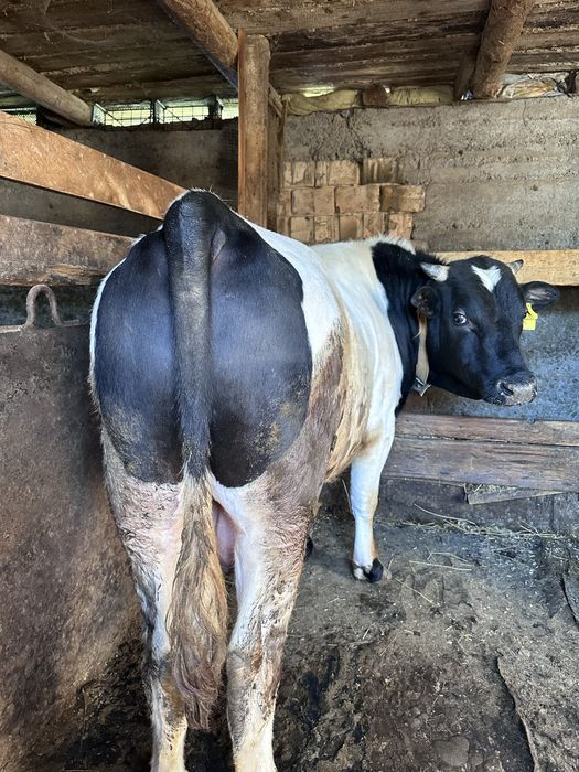 Бычек (на согым) жирная