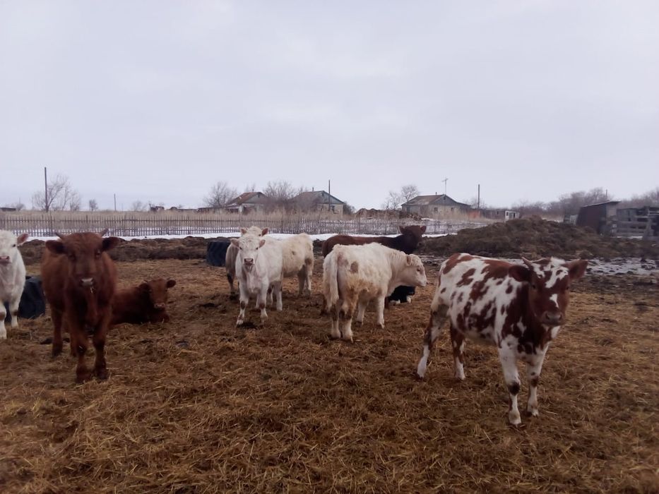 Продам Быков КРС