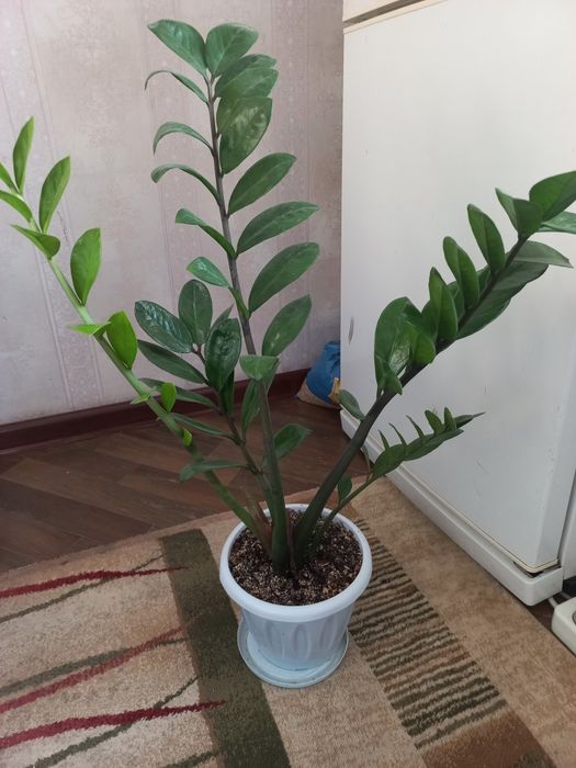 Доллорывый гүлдер.