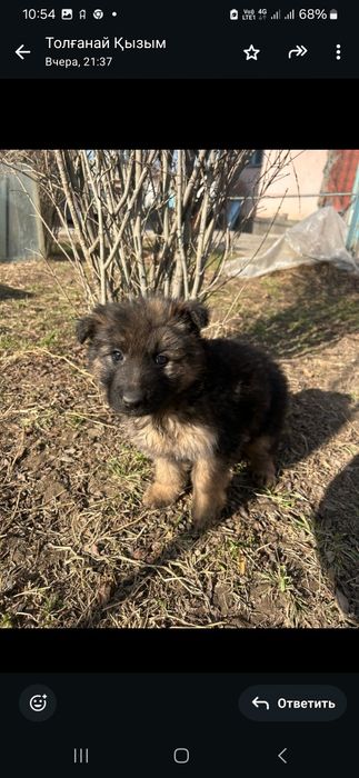 Продам щенки немецкий овчарки