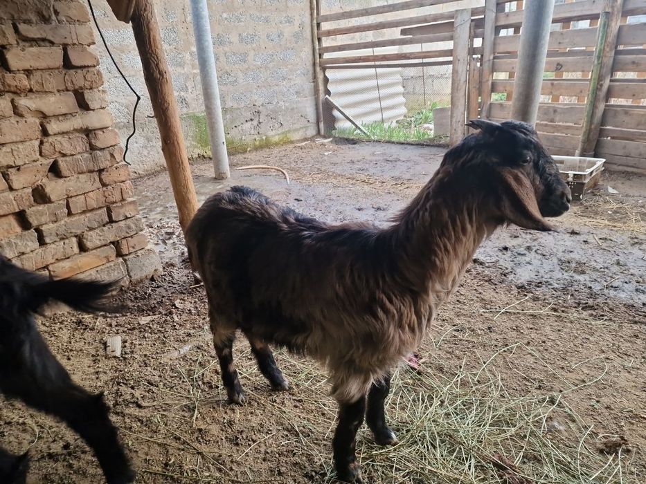 Продам коз ешкі сатам