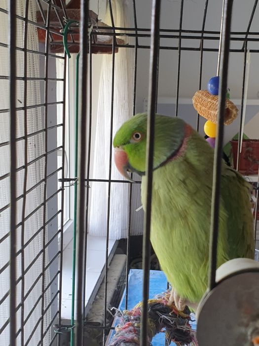 2 papagali Micul Alexandru masculi – verde + lutino galben – cu cușcă