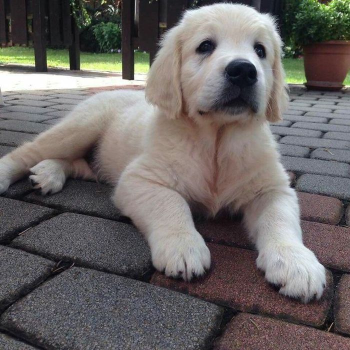 Golden retriever mascul disponibil