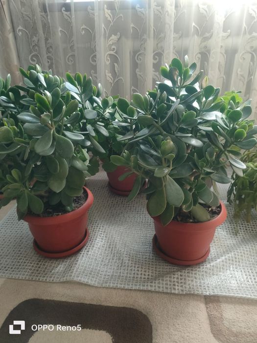 Продам цветок денежное дерево.