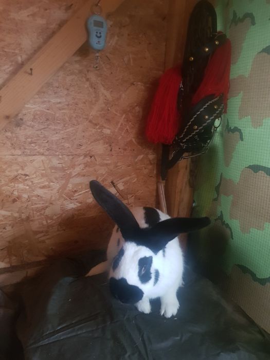 Se vinde iepuri Fluture german