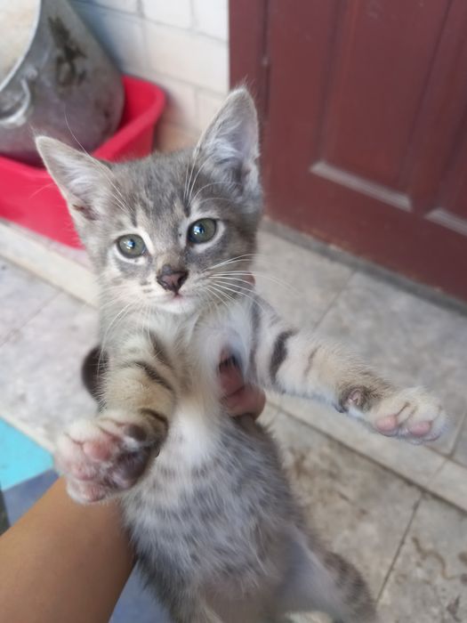 Котята хороший 04