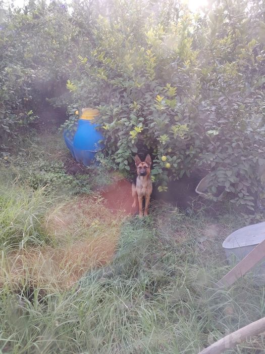 Toza Nemis Ov ovcharkasi