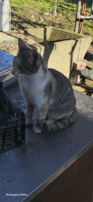 Котенца търсят дом