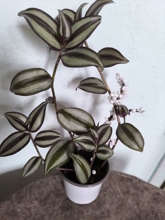 Традесканции 3 сорта