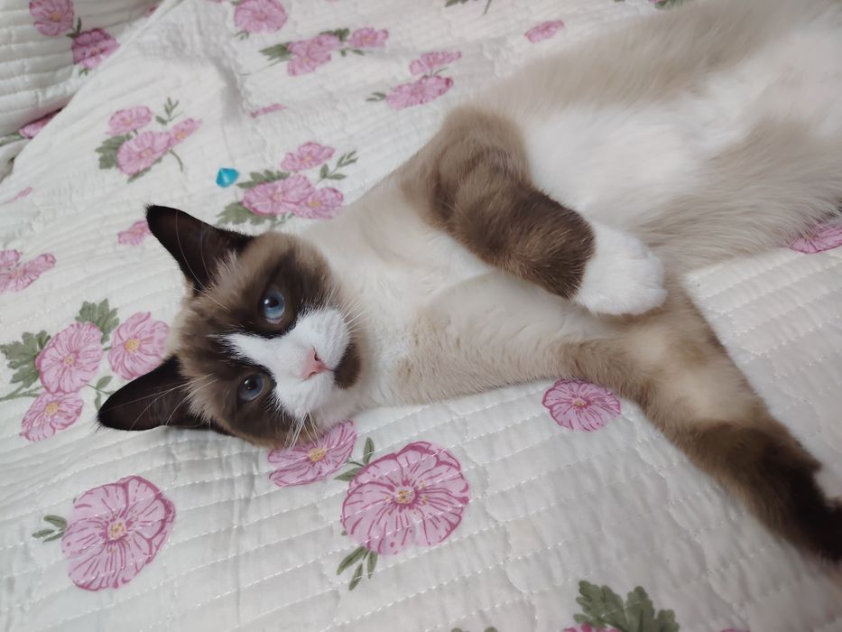 Срочно! Отдам Сиамскую кошку ей 5 месяцев.