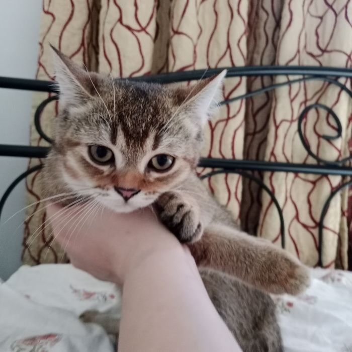 Мальчик золотой Шиншила