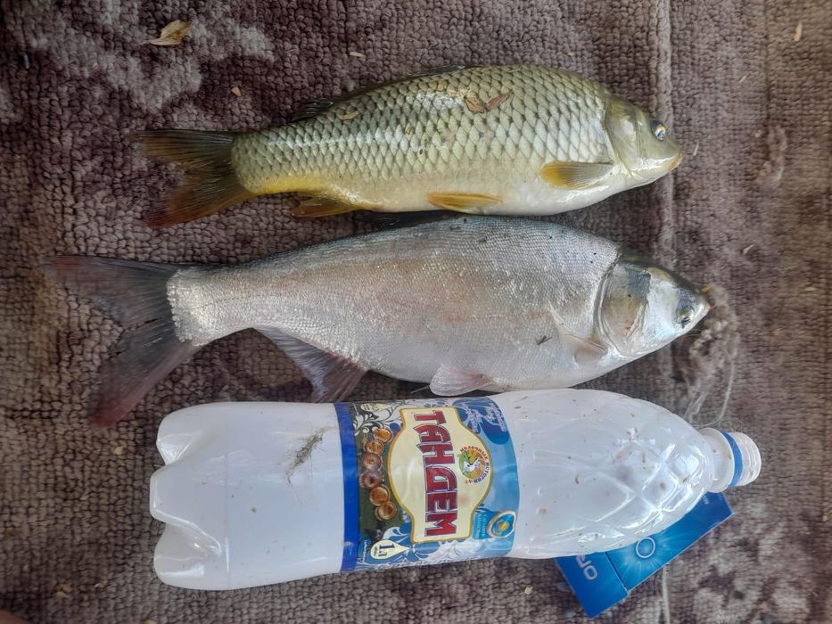 Карп, сазан, талсталок сатылады