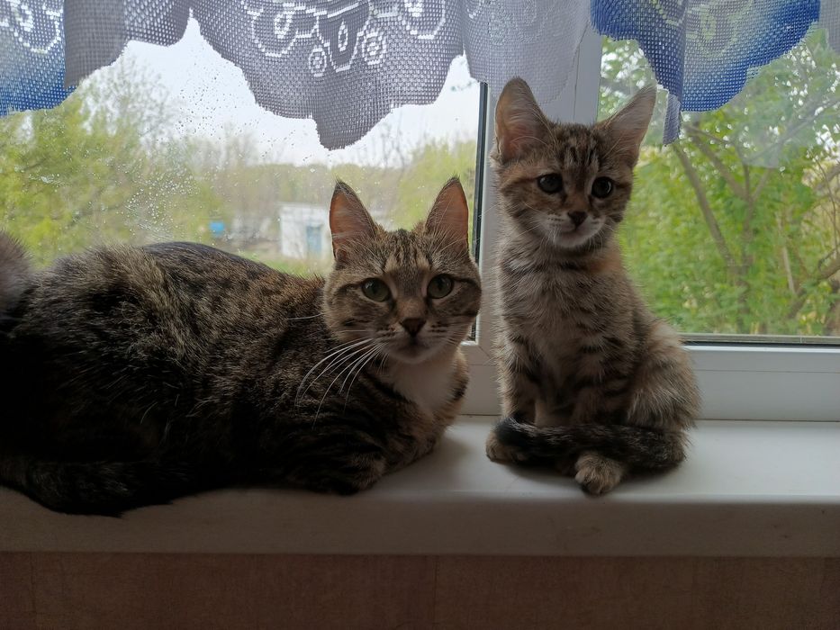 Отдам кошку в добрые руки