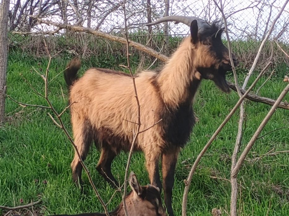 Vând țap alpin francez