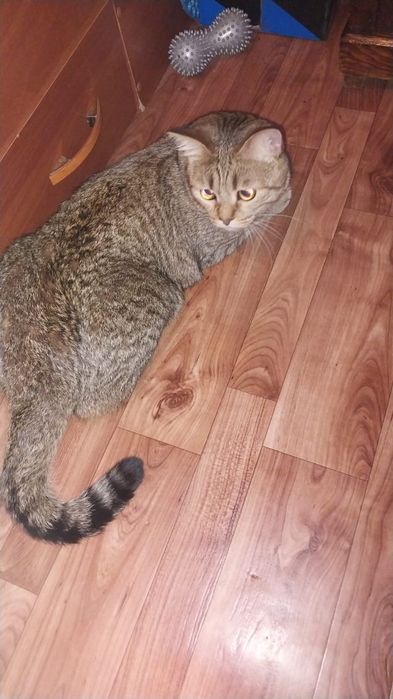 Отдами котика в добрые руки