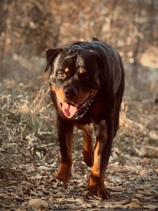 Дрессировка собак