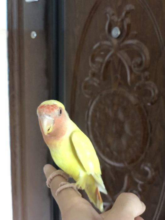 Карелла ва неразлучники ручнойла