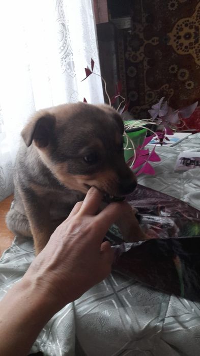 Щенок собака девочка 2 месяца,очень добрая ,уличная.