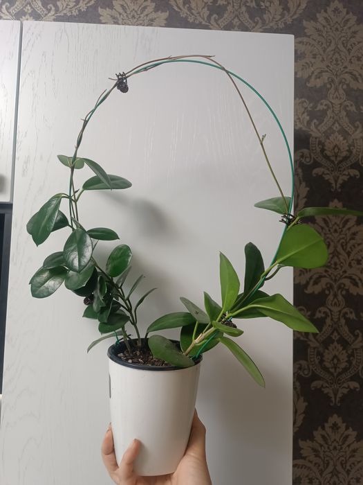 Продам   Хоя сортовая